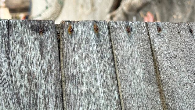Rustic weathered grey wooden planks background with rows of old rusty nails close up texture.