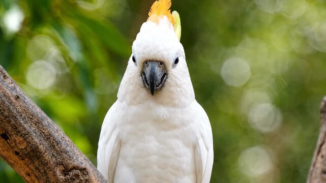 Alert sulphur-crested cockatoo with bright yellow crest perches on a tree branch.