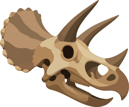 triceratops skull, side profile facing right, single specimen, paleontological vector illustration