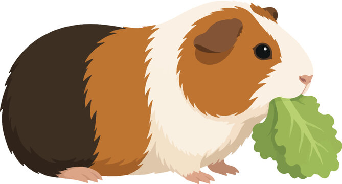 content guinea pig munching lettuce, side profile facing right, full body, small rodent pet, garden vector illustration