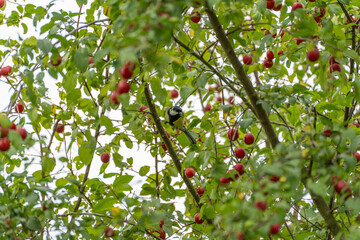 A small great tit forages on a slender branch amid abundant clusters of ripe red fruit and green leaves. © Jakob