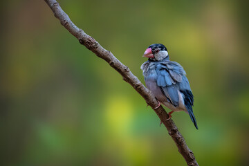 Obraz premium Stunning nature portrait of a tropical songbird sitting alone on a stick, offering ample copy space in the blurred natural background.