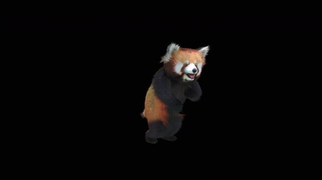 Cute 3D animated red panda dancing rumba with alpha channel. Cartoon animal character isolated for compositing, motion graphics, video editing, and digital content creation.