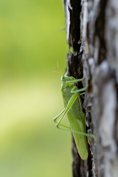Green locust grasshopper climbing up a rough tree trunk vertical macro shot