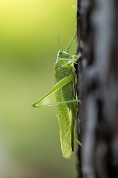 Green locust grasshopper climbing up a rough tree trunk vertical macro shot