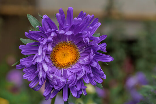 Purple aster flower blooming in autumn garden close up macro photograph