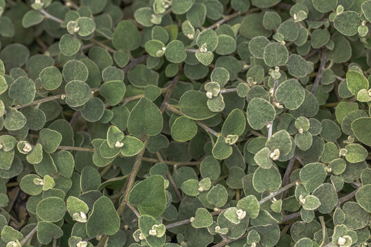 Green velvet leaves background of correa alba shrub close up macro shot