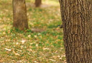 Small great tit bird on tree trunk looking at copy space for text in autumn park © Oksana Kulpina