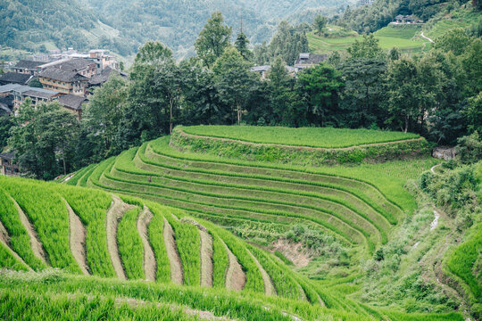 Lush green rice terraces in the Longji mountains showing traditional agriculture near a hillside village