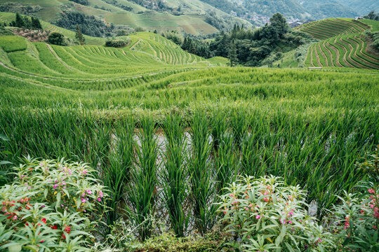 Lush green rice paddies on terraced hills in Longji China for traditional mountain agriculture