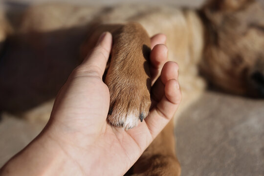 women hand holding paw of dog. Selective focus 