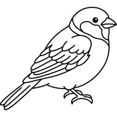 Fototapeta premium hand drawn House Sparrow Bird outline illustration