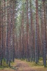 Fototapeta premium Narrow pine forest path winding through tall trees in autumnal forest