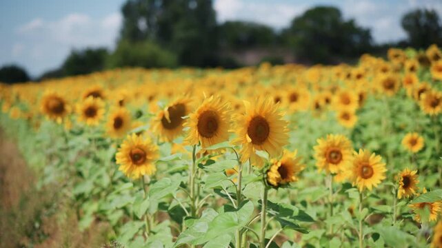 Close up of sunflowers swaying gently in vast field under bright sunlight. vibrant yellow petals and green leaves create dense pattern with some flowers facing camera while others turn away