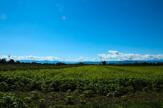 Scenic Cycle Path Through Apple Orchards Near Lindau