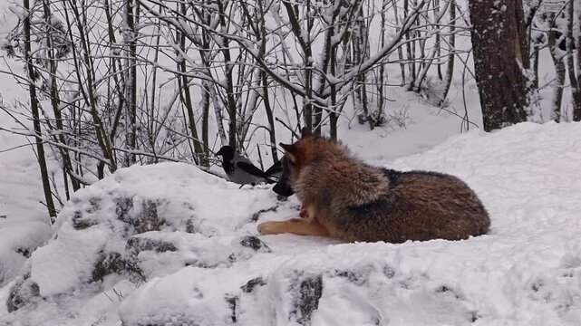 a grey wolf lying down and resting on snow-covered ground in a winter in Finland