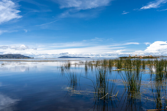 Totora reeds in front of the floating island Uros Titino, Peru