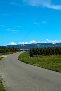 Scenic Cycle Path Through Apple Orchards Near Lindau