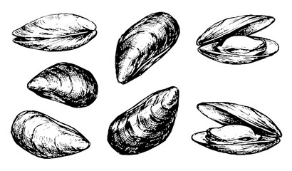 Fresh Mussel Shellfish Hand Drawn Black Ink Sketch Collection © Bipul