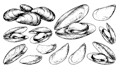 Fresh Mussel Shellfish Open Closed Hand Drawn Ink Sketch Set © Bipul