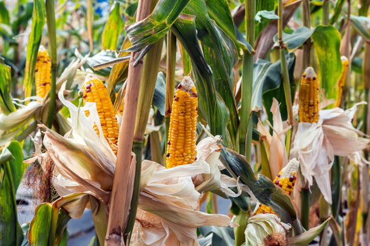 Waxy glass gem corn or organic calico corn in plantation ready for harvest. Colorful Indian flint corn cobs with yellow and purple kernels growing on stalks in agricultural field before harvest season