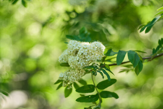 Detailed close up of fresh white flower clusters of a blooming rowan tree or mountain ash branch with green leaves