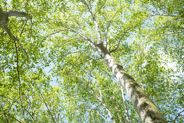 Obraz premium Crown shyness green leaves in the forest