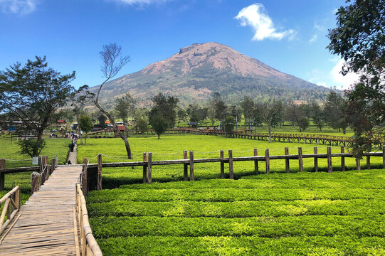 Tea plantation with a mountain view