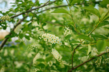 Delicate bird cherry blossoms on a branch in spring © Алексей Филатов
