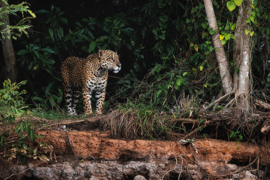 Jaguar - Panthera onca, beautiful large cat from South American forests, Pantanal, Brazil.