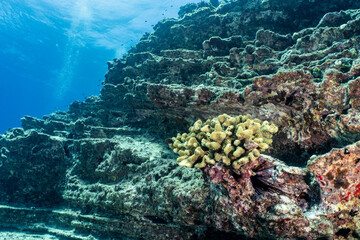 Underwater seascape of Lava formations at Ni'ihau, Hawaii © Steve