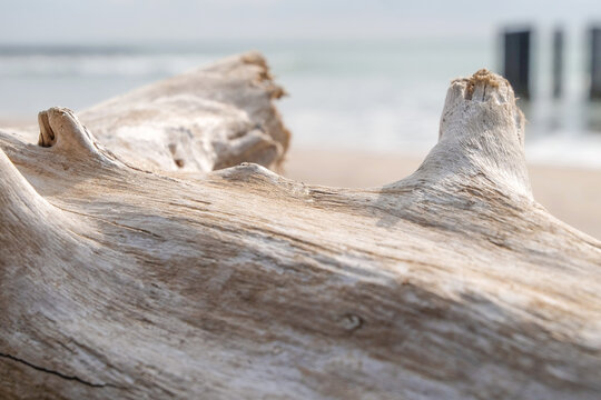 Weathered wood log texture on tropical beach shore.