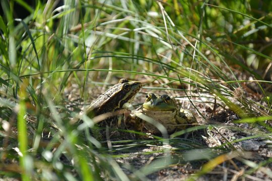Two green frogs sitting in dense green grass under the sun. Close-up view of wildlife amphibians in their natural environment.