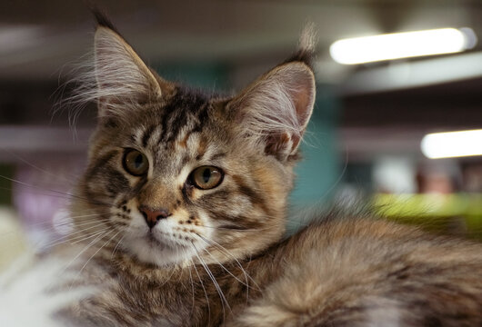  Cute tabby Maine Coon kitten portrait at a cat show 