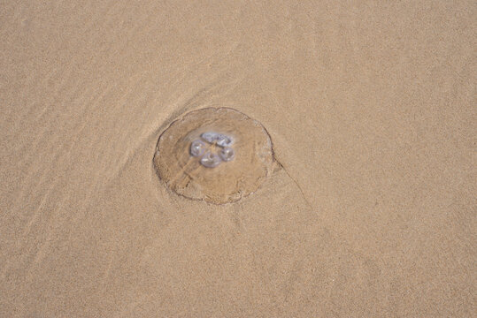 Qualle blau transparent am Strand, an der niederl&auml;ndischen Ostsee.