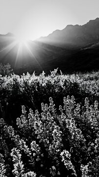 Sunlight over Picos de Europa meadow with flowers