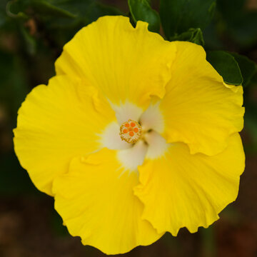 Beautiful  hybrid Hibiscus rosa-sinensis aka Chinese hibiscus