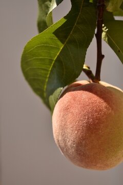 Fresh ripe peach growing on tree branch in summer orchard, surrounded by green leaves, symbolizing healthy organic harvest and agriculture