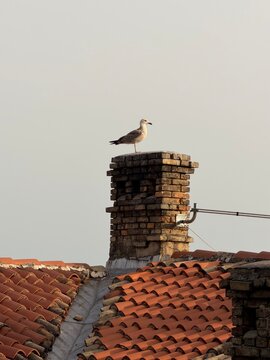 Seagull perched on chimney rooftop, urban bird against sky background
