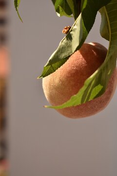 Fresh ripe peach growing on tree branch in summer orchard, surrounded by green leaves, symbolizing healthy organic harvest and agriculture