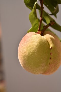 Ripe peach hanging on tree branch with green leaves, fresh juicy fruit in natural orchard setting