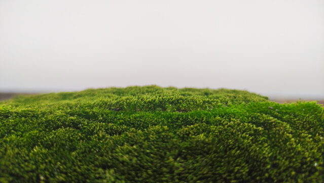 Lush textured green moss fine detailed growth background