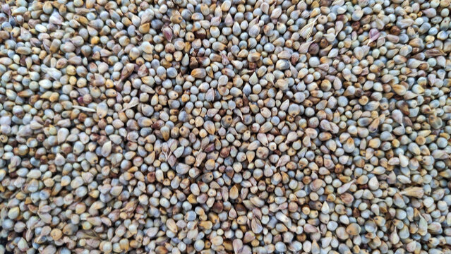 Pear millet seeds birds feed top view texture background