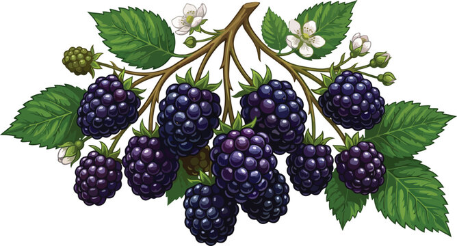 Ripe blackberries on a branch with green leaves and white flowers