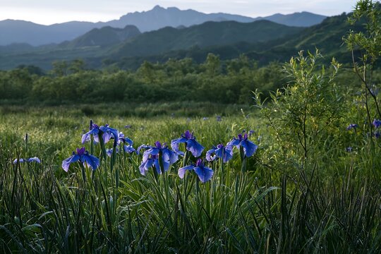 Niigata floodplain meadow with dew and blue flowers