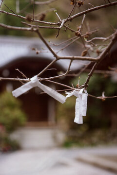Paper fortunes tied to a bare tree branch.