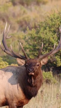 Close Up Bull Elk Bugling in Autumn Meadow Facing Camera
