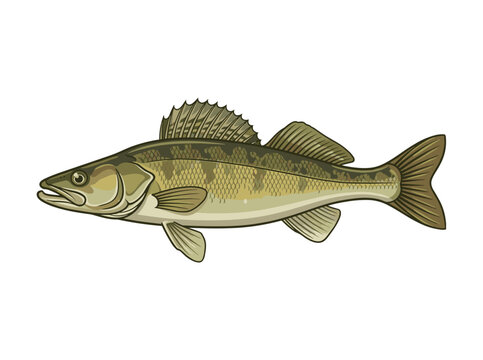 Detailed vector illustration of a zander fish or walleye isolated on a white background. Features realistic scales, spiny dorsal fins, and olive-green coloration for fishing and nature graphics.