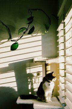 Cat Gazing Out the Window Amidst Slatted Light