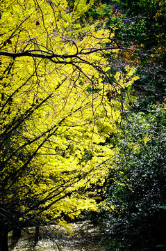 Vivid Yellow Leaves Against Bare Branches
